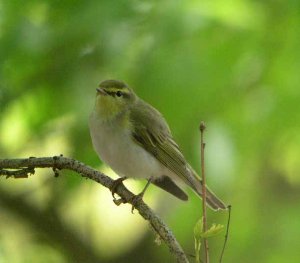 Wood warbler