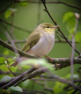 Wood Warbler