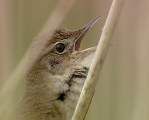 Savi's Warbler