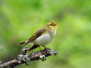 Wood warbler