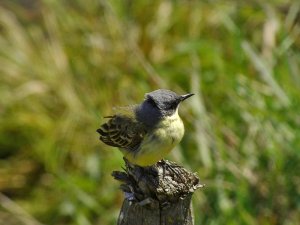 Yellow wagtail