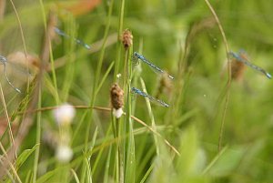 Common Blue Damselflies (again)