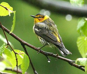 Cape May Warbler