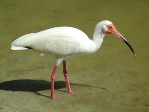 White Ibis