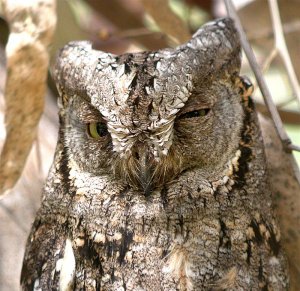 Scops Owl