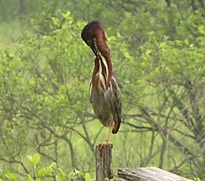 Green Heron (Butorides virescens)