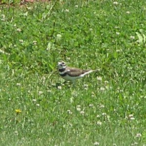 My very first killdeer!