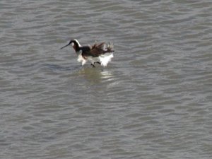 Blown Wilson's Phalarope