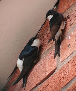 House hunting House Martins