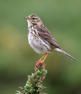 Meadow Pipit