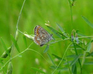 Brown Argus