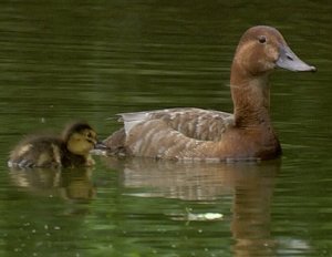 Common Pochard