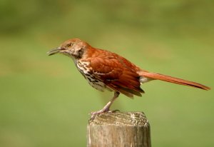 Brown Thrasher