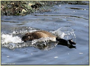 Gone swimming