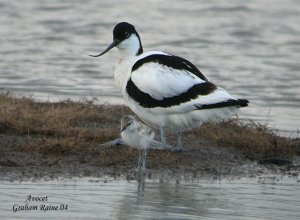 Avocet & chick