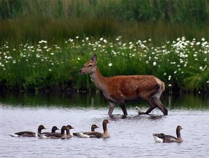 Red deer and Greylag family