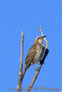 Black Honeyeater (3A)