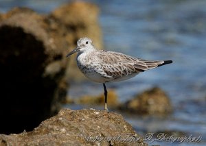 Great Knot (2A)