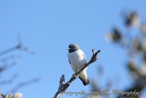 White-breasted Woodswallow (4).