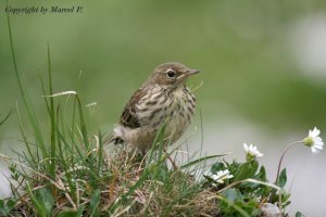 Young Water Pipit