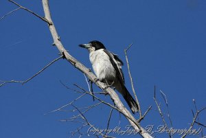 Grey Butcherbird (6)