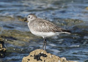 Grey Plover (1A)