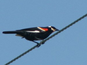 Partial Leucistic Red winged blackbird