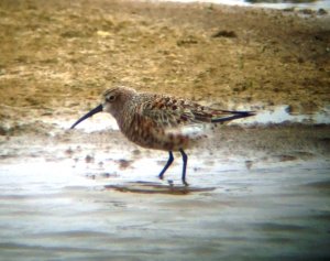 Curlew sandpiper