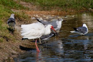 Water Hole