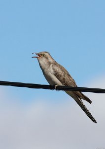 Pallid Cuckoo (1A)