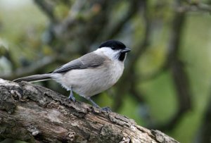 Marsh tit