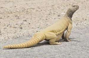 Spinny-tailed Lizard