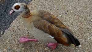 egyptian goose