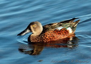 Australian Shoveler (2A)