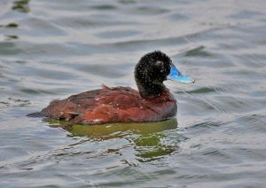 Blue-billed Duck (1A)