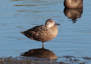 Grey Teal (1A)