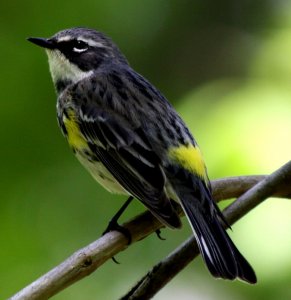 Yellow Rumped Warbler (Male)