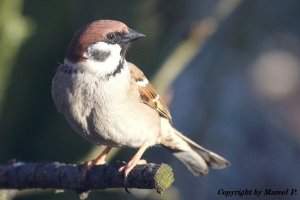 Tree Sparrow in the evening sun