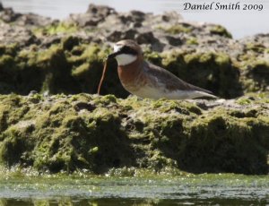 The early Sand Plover gets the worm