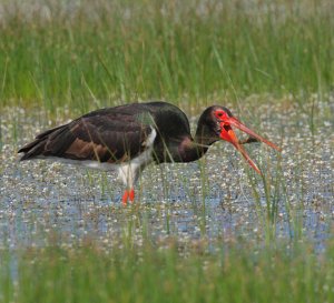 Black Stork