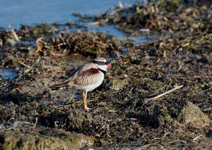 Black-fronted Dotterel (3A)