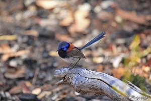 Blue-breasted Fairy-wren (4)