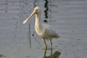 Yellow-billed Spoonbil (5)