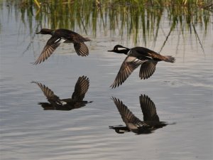 Hooded Mergansers