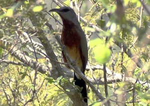 Bay-breasted Cuckoo