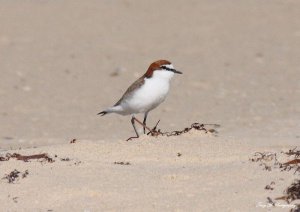 Red-capped Plover (5A.pb)