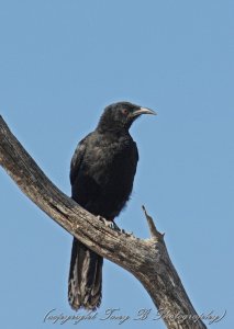 White-winged Chough (2A)