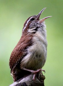 Carolina Wren