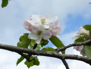Apple tree blossom.