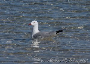 Silver Gull (5A)
